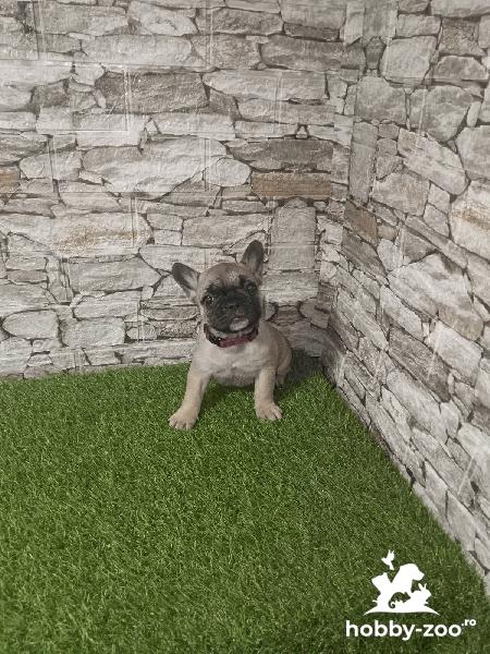 Bulldog Francez – Pui Frumoși