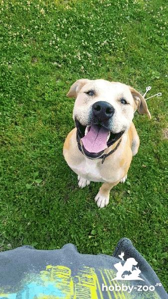 Amstaff metis - pentru monta