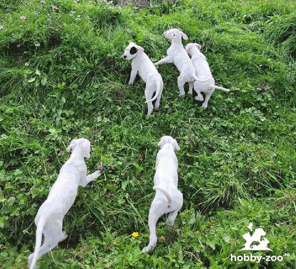 Dog argentinian cu pedigree
