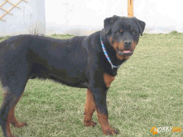 vand rottweiler mascul pedigree