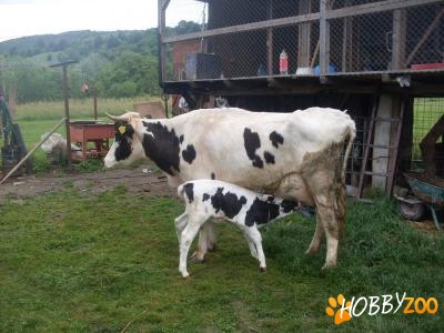 vaca pe lapte rasa holstain