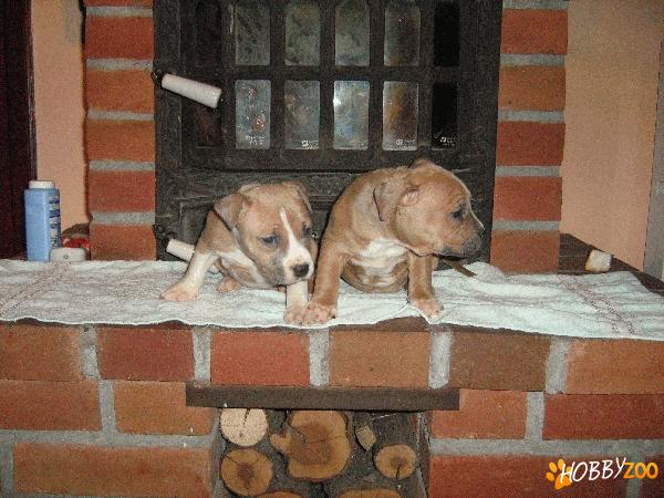 femela amstaff de 14 saptamani