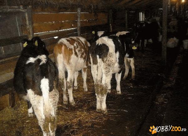 vand 7 vitele holstein