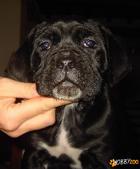 vand pui de cane corso