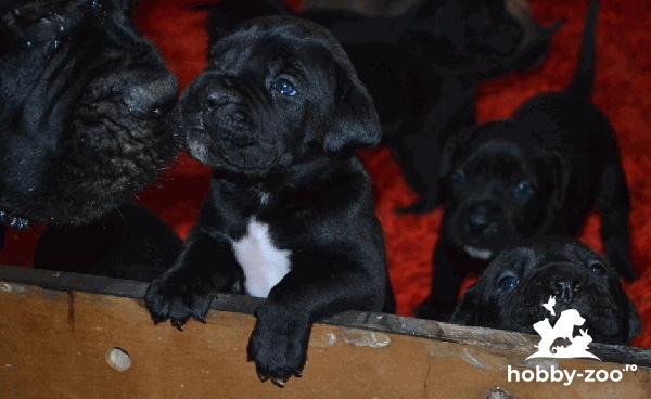 Cane Corso catelusi de vanzare