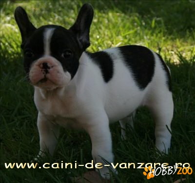 Bulldog Francez talie mica