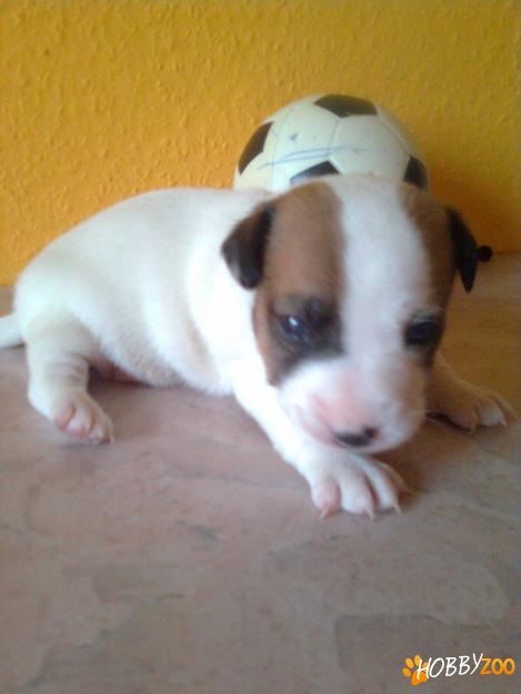 Vindem catelusi Jack Russel