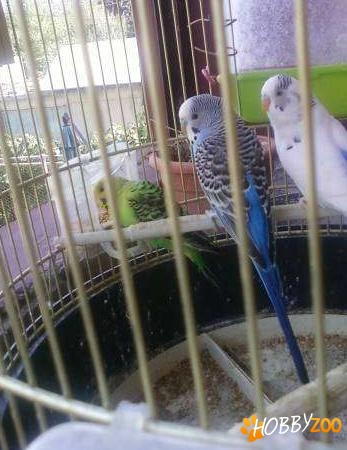 Perusi cu colivie si accesorii