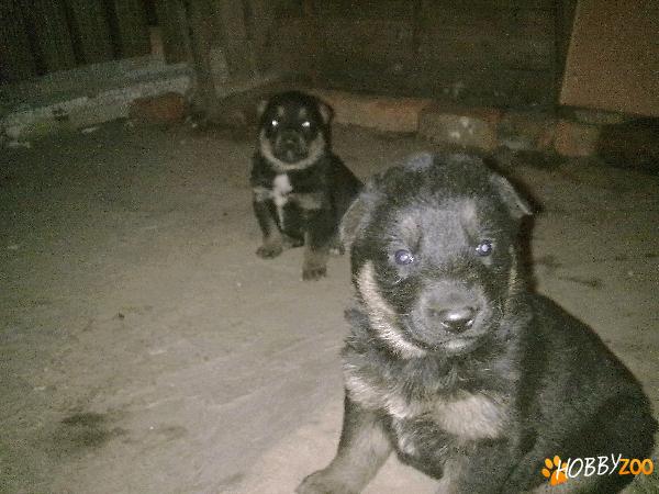 Tata- alsacian talie mare cu pedigree si