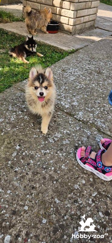Pomsky cățeluși FRUMOȘI