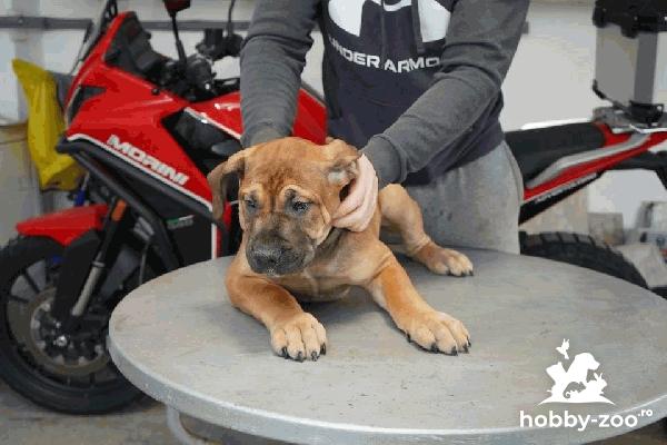 Mastiff sud-african – Pui Boerboel