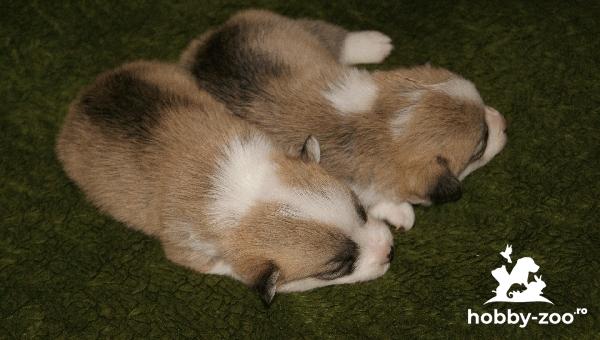 Welsh Corgi Pembroke cățeluși