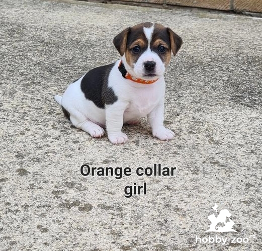 MINI Jack Russell Puppies - 1 băiat și 4 fete au rămas