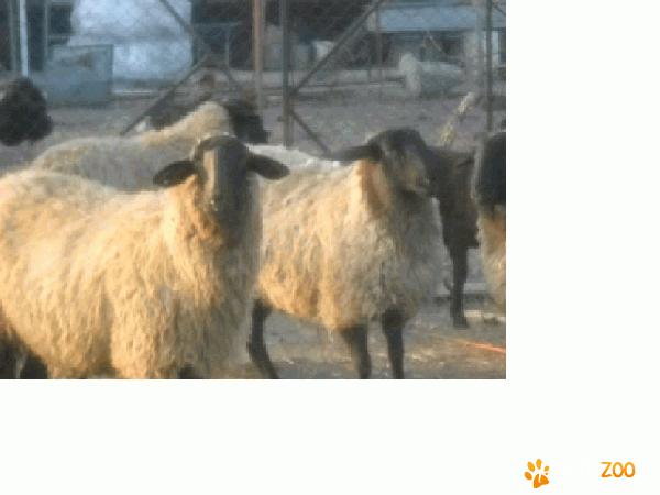 berbeci sarbesti si bulgaresti