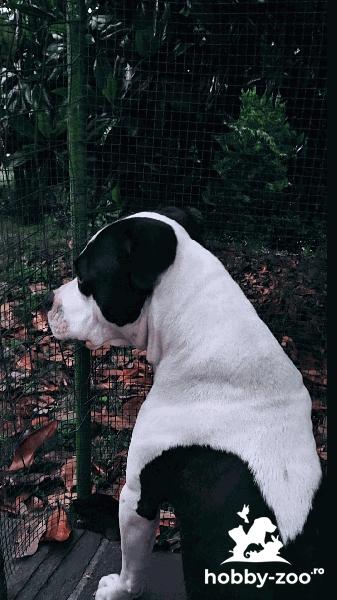 Pitbull sau amstaff 