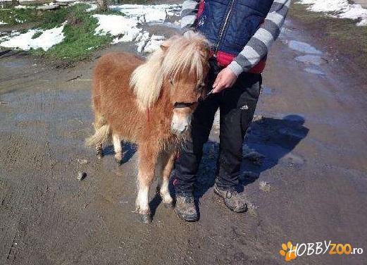 ponei shetland acte originale