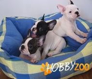 Catei Bulldog Francez