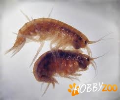 Gammarus hrana naturala