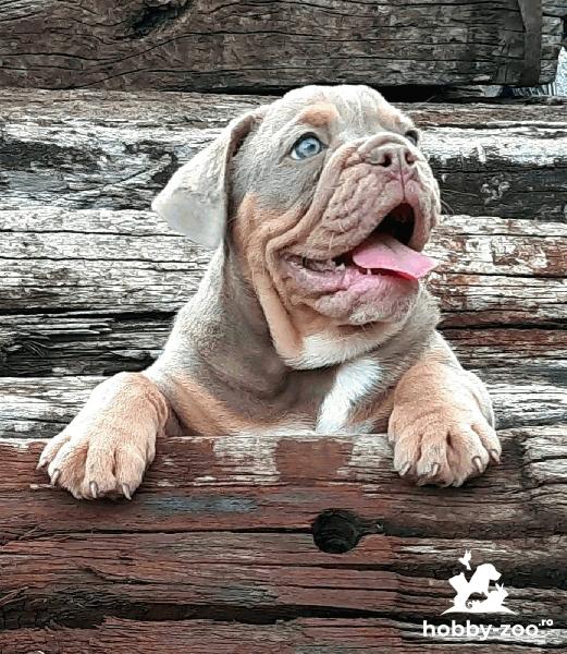 Bulldog englez cățeluși