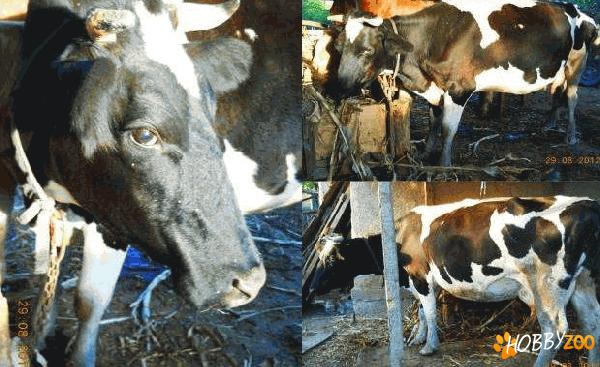 Vaca Holstein gestanta 2 luni