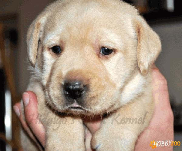 Pui Labrador Retriever Hidalgo arad