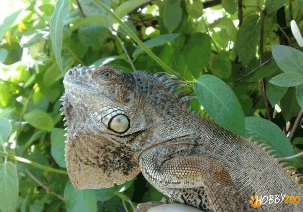 reptile iguana de vanzare