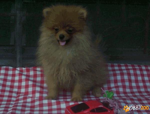 Vindem catelusi Spitz Pomeranian