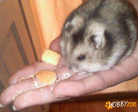 hamsteri pitici de companie