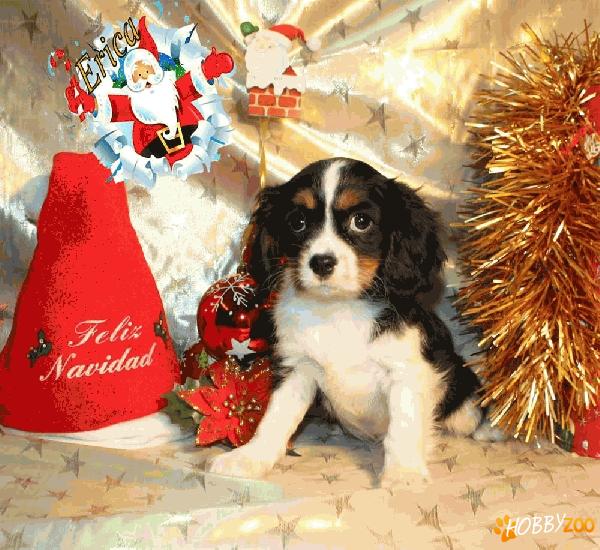 catelusi cavalier king  