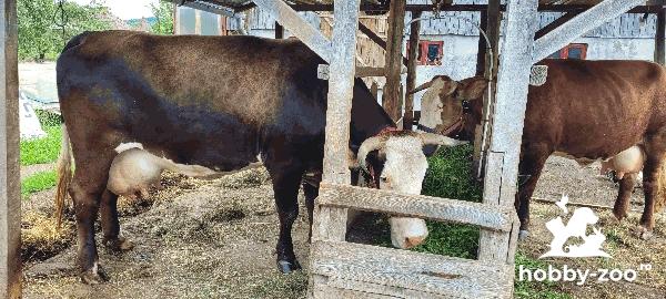 Doua vaci - comuna Aninoasa, judetul Arges