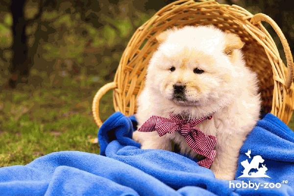 Chow Chow catelusi de vanzare