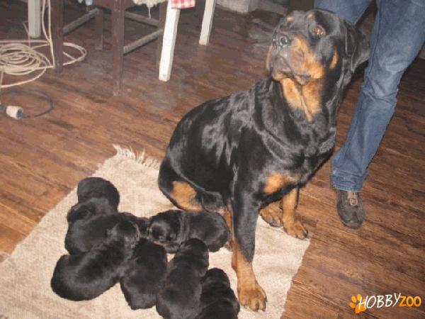 Vand catei rottweiler!