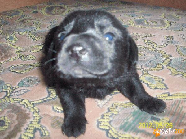 vand catelusa labrador