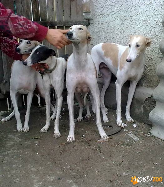 vand ogari greyhound
