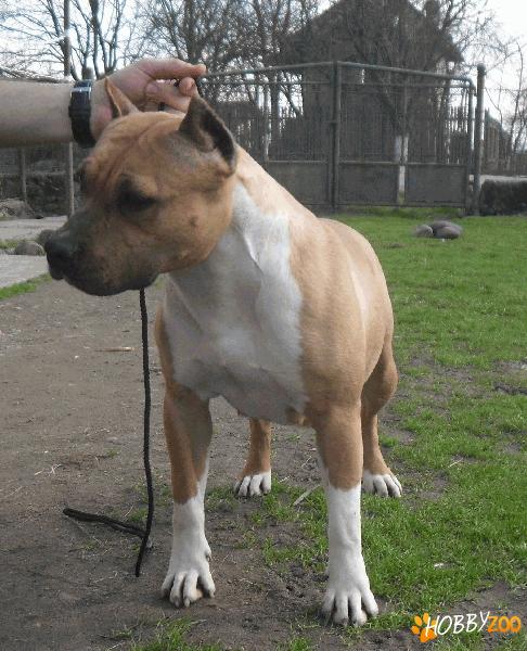 Amstaff femela de vanzare