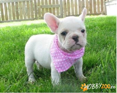 Minunat pui de bulldog francez pent