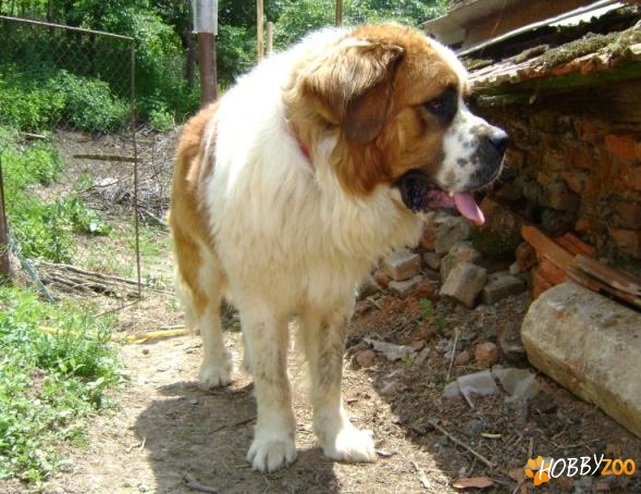 caine saint bernand de vanzare