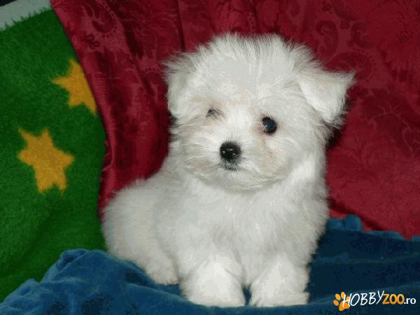 vand catei bichon maltese