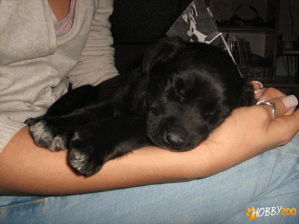 vand labrador 400 ron