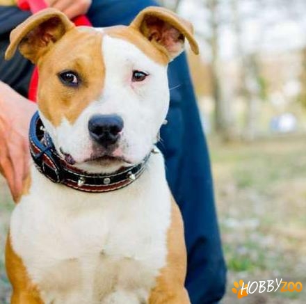 Amstaff alb cu portocaliu