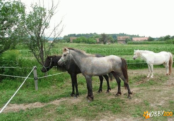 ponei welsh iapa armasar