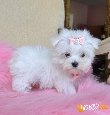 BICHON MALTESE LA UN PRET FOARTE MIC
