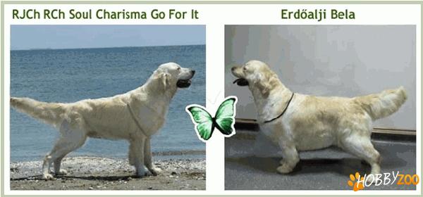 GOLDEN RETRIEVER de vanzare