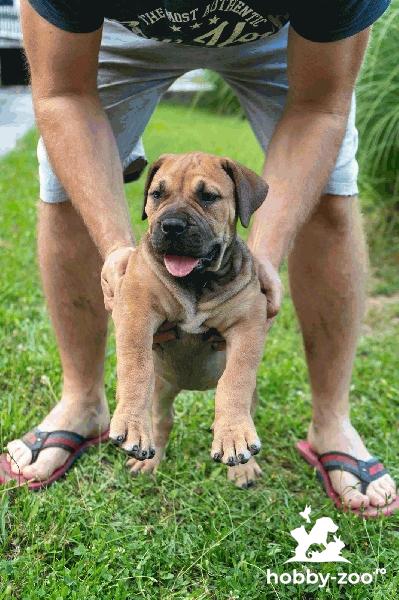 Pui de Mastiff Sud-African – Boerboel