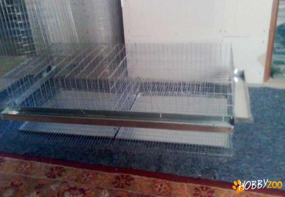 custi  prepelite ouatoare