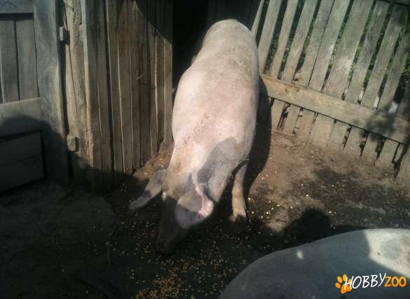 Porc Marele Alb in Viu