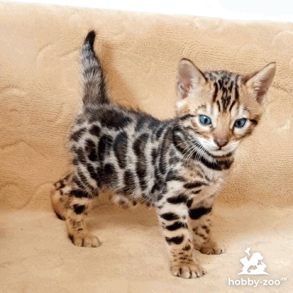 Pisicui Bengal de vânzare