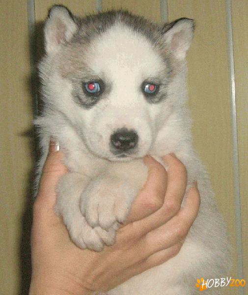 vind pui husky=500ron