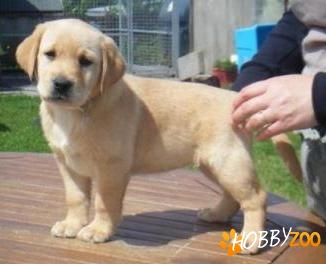 Vindem catei Labrador