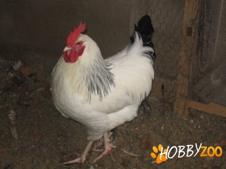 Vand gaini Sussex herminat